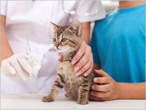 vaccin age chaton