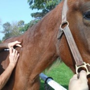 vaccin equin obligatoire