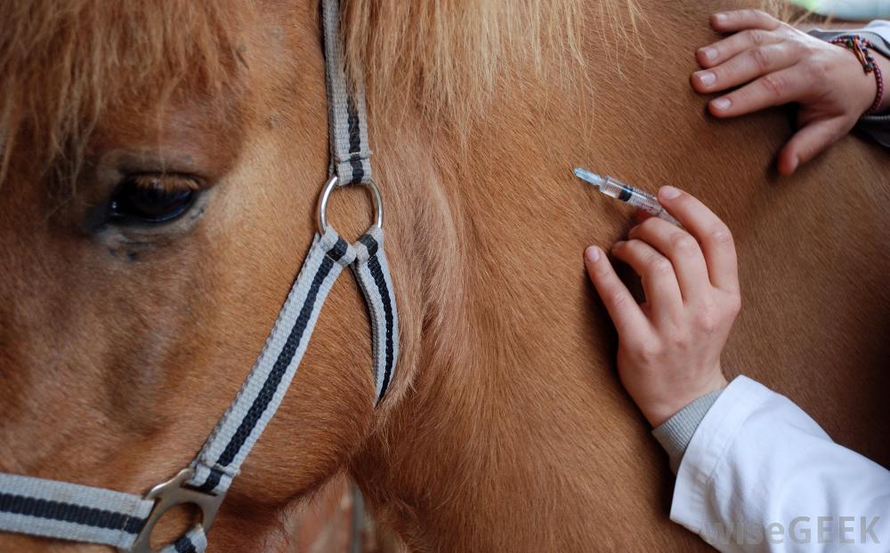 vaccin equin obligatoire