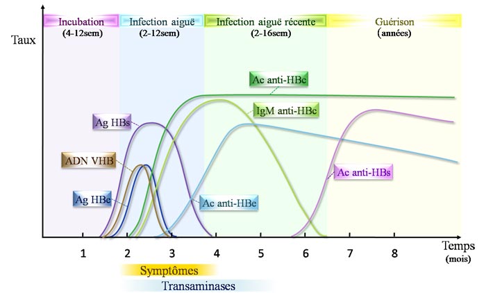 vaccin hepatite b anti-hbs