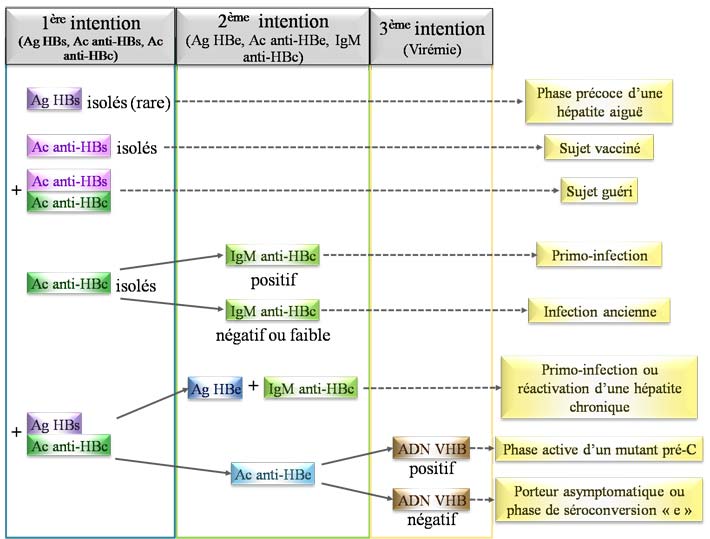 vaccin hepatite b anti-hbs