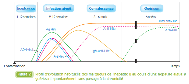 vaccin hepatite b serologie