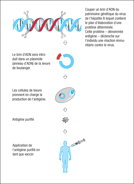 vaccin hepatite b vivant attenue