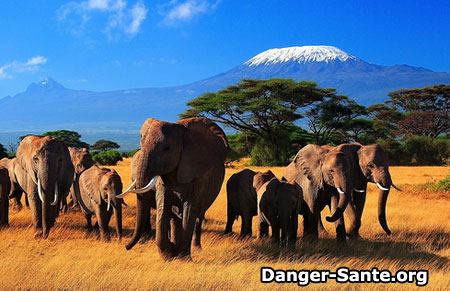 vaccin kenya obligatoire