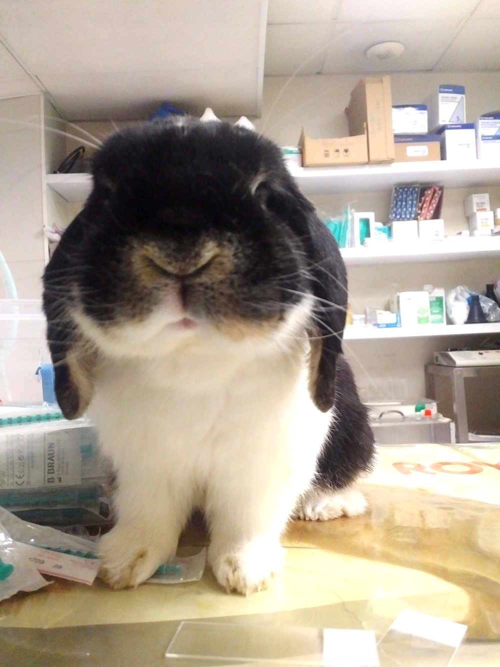 vaccin nobivac lapin