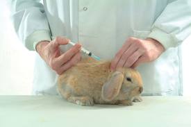 vaccin nobivac lapin