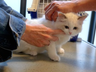 vaccin obligatoire chat interieur