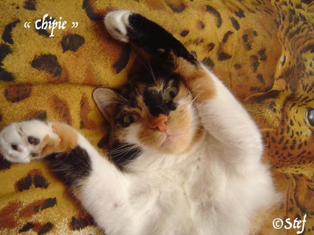 vaccin obligatoire chat interieur