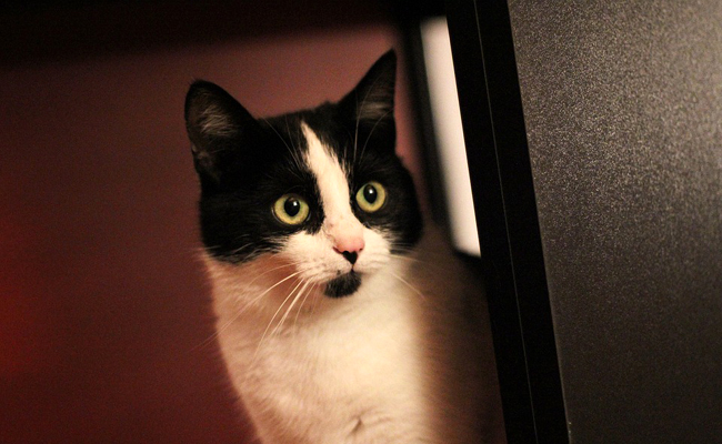 vaccin obligatoire chat interieur