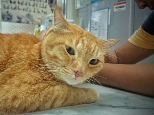 vaccin obligatoire chat interieur