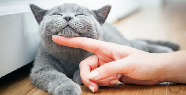 vaccin obligatoire chat interieur