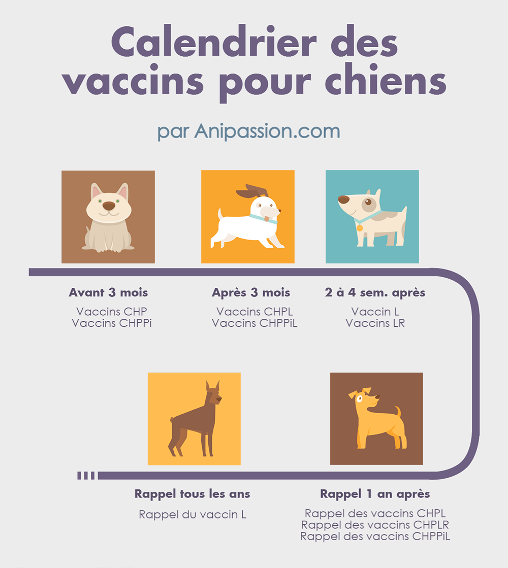 vaccin obligatoire pour un chien