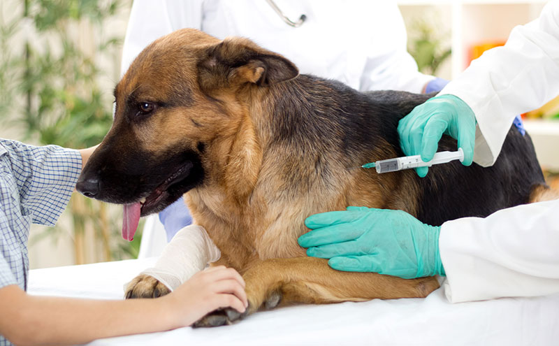 vaccin obligatoire pour un chien