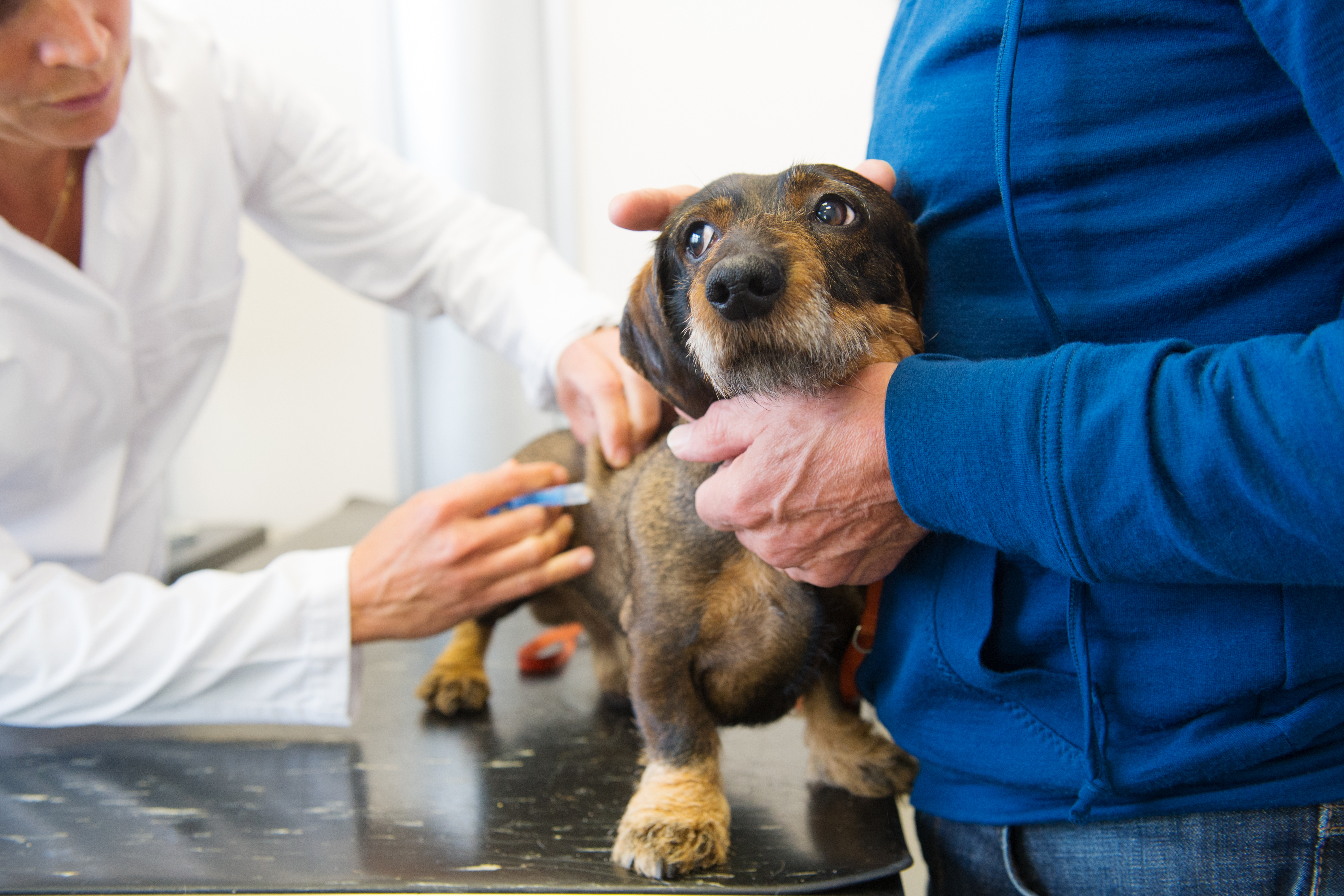 vaccin obligatoire pour un chien